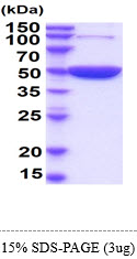 3ug by SDS-PAGE under reducing condition and visualized by coomassie blue stain.