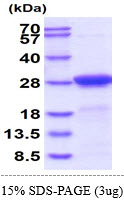 3ug by SDS-PAGE under reducing condition and visualized by coomassie blue stain.