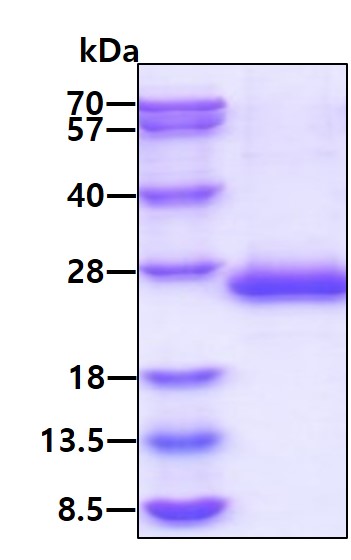 3ug by SDS-PAGE under reducing condition and visualized by coomassie blue stain.