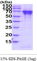 3ug by SDS-PAGE under reducing condition and visualized by coomassie blue stain.