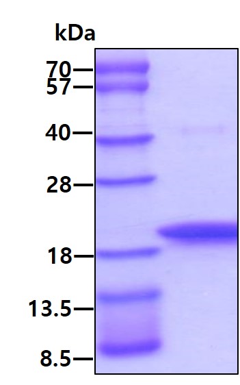 3ug by SDS-PAGE under reducing condition and visualized by coomassie blue stain.