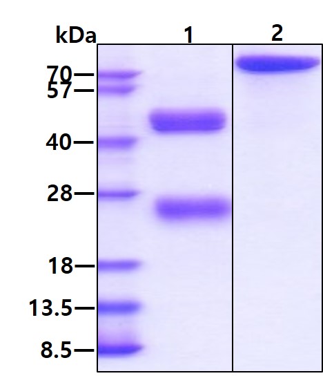 3ug by SDS-PAGE under reducing condition and visualized by coomassie blue stain.