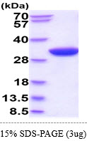 3ug by SDS-PAGE under reducing condition and visualized by coomassie blue stain.