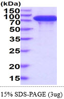 3ug by SDS-PAGE under reducing condition and visualized by coomassie blue stain.