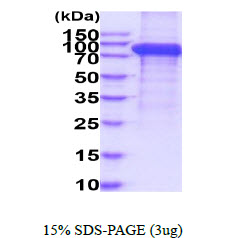 3ug by SDS-PAGE under reducing condition and visualized by coomassie blue stain.