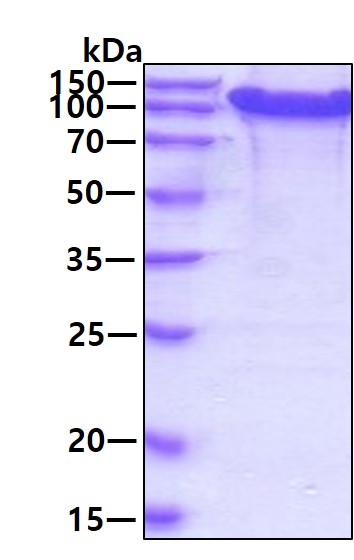 3ug by SDS-PAGE under reducing condition and visualized by coomassie blue stain.