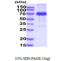 3ug by SDS-PAGE under reducing condition and visualized by coomassie blue stain.