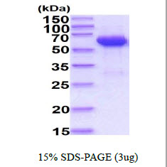 3ug by SDS-PAGE under reducing condition and visualized by coomassie blue stain.