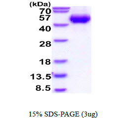 3ug by SDS-PAGE under reducing condition and visualized by coomassie blue stain.