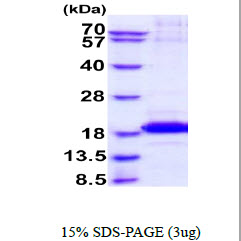 3ug by SDS-PAGE under reducing condition and visualized by coomassie blue stain.