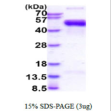 3ug by SDS-PAGE under reducing condition and visualized by coomassie blue stain.