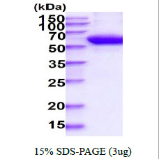 3ug by SDS-PAGE under reducing condition and visualized by coomassie blue stain.