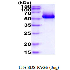 3ug by SDS-PAGE under reducing condition and visualized by coomassie blue stain.