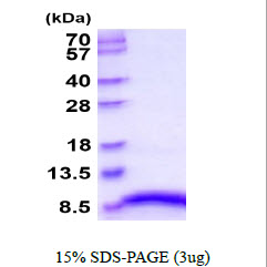 3ug by SDS-PAGE under reducing condition and visualized by coomassie blue stain.