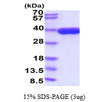 3ug by SDS-PAGE under reducing condition and visualized by coomassie blue stain.