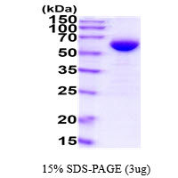 3ug by SDS-PAGE under reducing condition and visualized by coomassie blue stain.