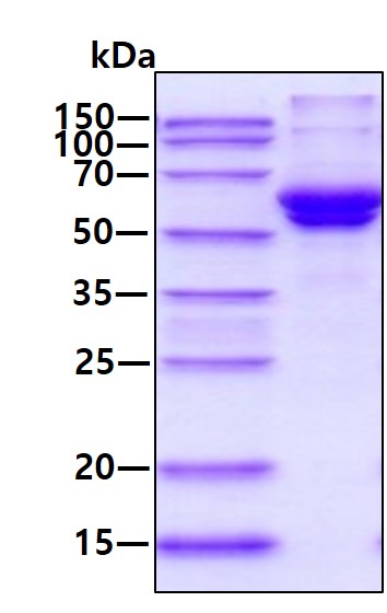 3ug by SDS-PAGE under reducing condition and visualized by coomassie blue stain.