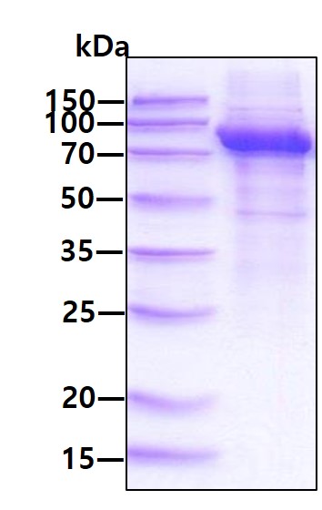 3ug by SDS-PAGE under reducing condition and visualized by coomassie blue stain.