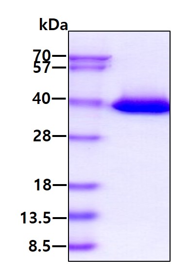 3ug by SDS-PAGE under reducing condition and visualized by coomassie blue stain.