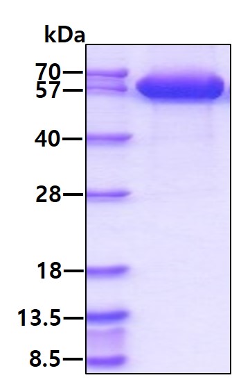 3ug by SDS-PAGE under reducing condition and visualized by coomassie blue stain.