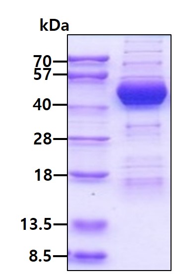 3ug by SDS-PAGE under reducing condition and visualized by coomassie blue stain.