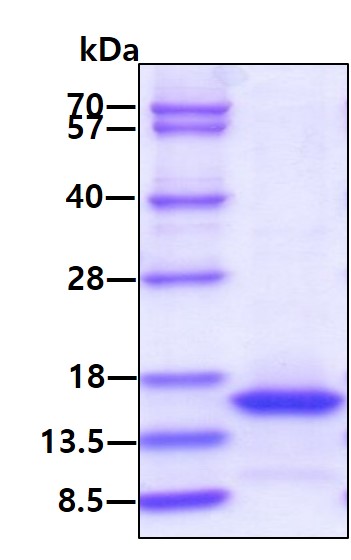 3ug by SDS-PAGE under reducing condition and visualized by coomassie blue stain.