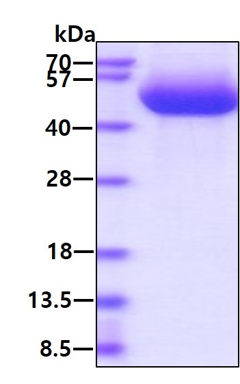 3ug by SDS-PAGE under reducing condition and visualized by coomassie blue stain.