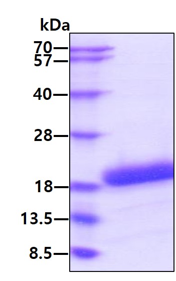 3ug by SDS-PAGE under reducing condition and visualized by coomassie blue stain.