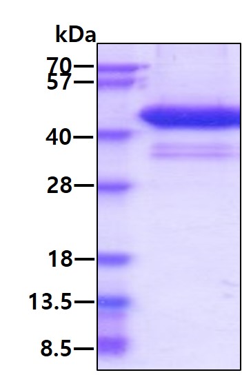 3ug by SDS-PAGE under reducing condition and visualized by coomassie blue stain.