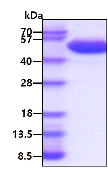 3ug by SDS-PAGE under reducing condition and visualized by coomassie blue stain.