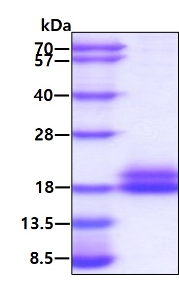 3ug by SDS-PAGE under reducing condition and visualized by coomassie blue stain.