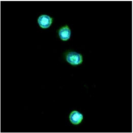 ICC/IF analysis of TLR7 in THP-1 cells line, stained with DAPI (Blue) for nucleus staining and monoclonal anti-human TLR7 antibody (1:100) with goat anti-mouse IgG-Alexa fluor 488 conjugate (Green).