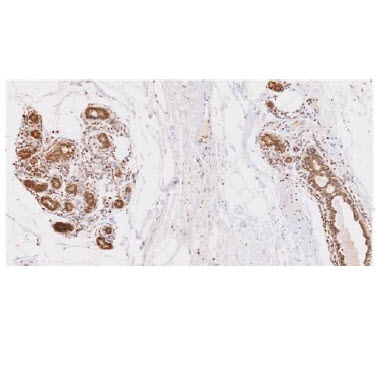 Paraffin embedded sections of human breast lobule tissue were incubated with anti-human UBE2L6 (1:50) for 2 hours at room temperature. Antigen retrieval was performed in 0.1M sodium citrate buffer and detected using Diaminobenzidine (DAB)