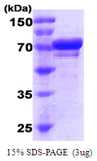 3ug by SDS-PAGE under reducing condition and visualized by coomassie blue stain.