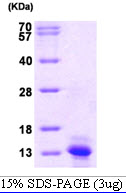 3ug by SDS-PAGE under reducing condition and visualized by coomassie blue stain.