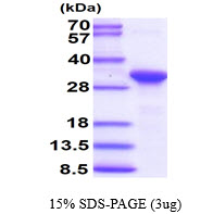 3ug by SDS-PAGE under reducing condition and visualized by coomassie blue stain.