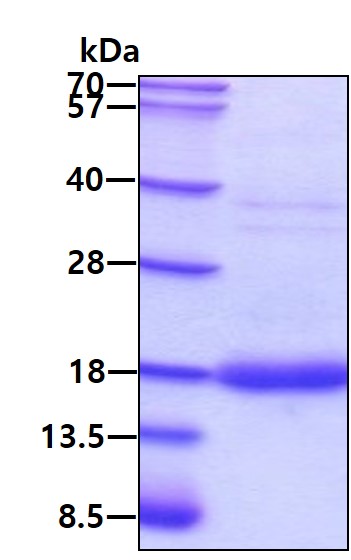 3ug by SDS-PAGE under reducing condition and visualized by coomassie blue stain.