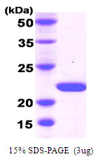 3ug by SDS-PAGE under reducing condition and visualized by coomassie blue stain.