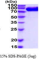 3ug by SDS-PAGE under reducing condition and visualized by coomassie blue stain.