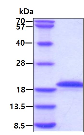 3ug by SDS-PAGE under reducing condition and visualized by coomassie blue stain.