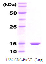 3ug by SDS-PAGE under reducing condition and visualized by coomassie blue stain.