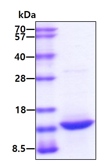 3ug by SDS-PAGE under reducing condition and visualized by coomassie blue stain.