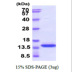 3ug by SDS-PAGE under reducing condition and visualized by coomassie blue stain.