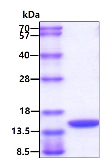 3ug by SDS-PAGE under reducing condition and visualized by coomassie blue stain.