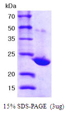 3ug by SDS-PAGE under reducing condition and visualized by coomassie blue stain.