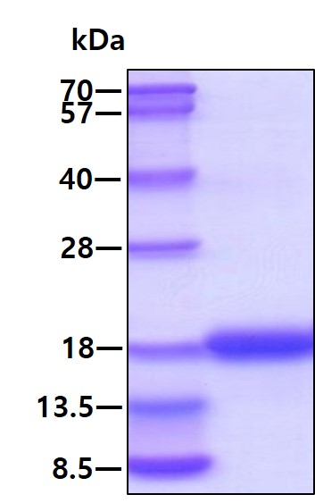 3ug by SDS-PAGE under reducing condition and visualized by coomassie blue stain.