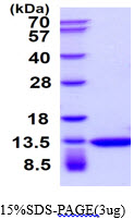 3ug by SDS-PAGE under reducing condition and visualized by coomassie blue stain.