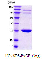 3ug by SDS-PAGE under reducing condition and visualized by coomassie blue stain.