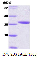 3ug by SDS-PAGE under reducing condition and visualized by coomassie blue stain.