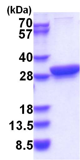 3ug by SDS-PAGE under reducing condition and visualized by coomassie blue stain.